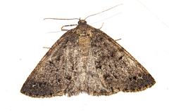 Pseudocoremia terrena