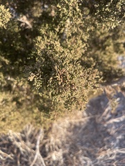 Juniperus californica