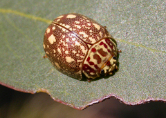 Paropsis geographica