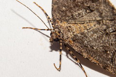 Pseudocoremia terrena