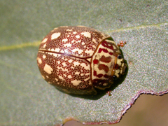 Paropsis geographica