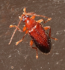 Alleculina