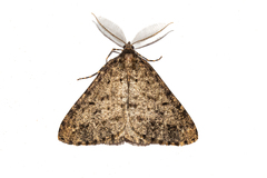 Pseudocoremia terrena