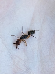Odontomachus erythrocephalus
