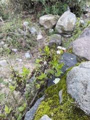 Ageratum conyzoides
