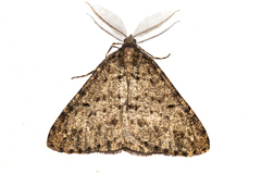 Pseudocoremia terrena