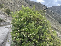 Ageratum conyzoides