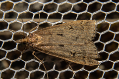 Scoparia fumata