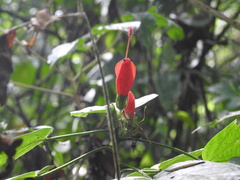 Malvaviscus arboreus