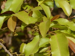 Putranjiva roxburghii