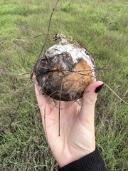 Cucurbita foetidissima