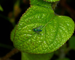 Condylostylus pruinosus
