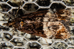 Scoparia minusculalis