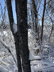 Phaeophyscia pusilloides