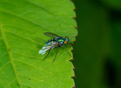 Condylostylus pruinosus