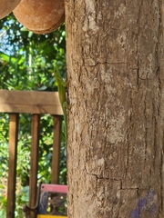 Anolis evermanni