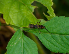 Taeniaptera trivittata