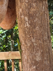 Anolis evermanni