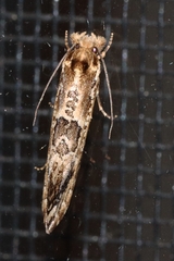 Moerarchis inconcisella