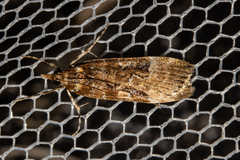 Scoparia ustimacula