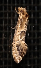 Moerarchis inconcisella