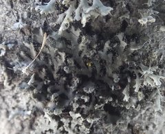 Phaeophyscia pusilloides