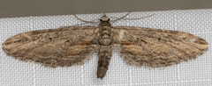 Eupithecia acutipennis