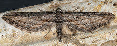 Eupithecia acutipennis