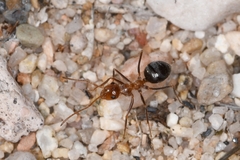 Endiodioctes