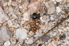 Endiodioctes