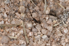 Pheidole xerophila
