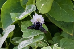 Xylocopa perforator