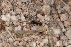 Pheidole xerophila