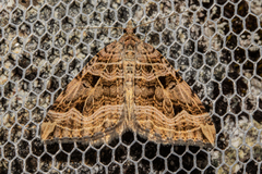 Xanthorhoe semifissata