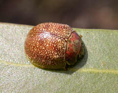 Paropsis roseola
