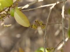 Putranjiva roxburghii