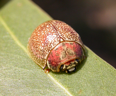 Paropsis roseola