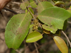 Putranjiva roxburghii