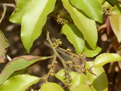 Putranjiva roxburghii