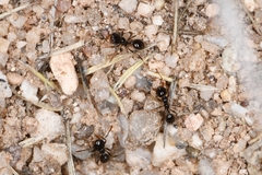 Pheidole xerophila