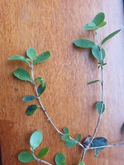 Coprosma pseudociliata