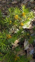 Persoonia juniperina