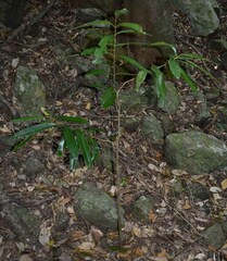 Calophyllum australianum