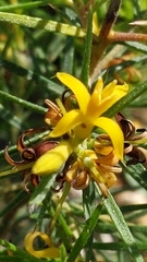 Persoonia juniperina