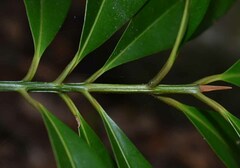 Calophyllum australianum