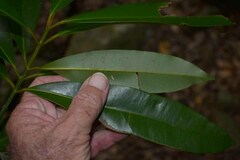 Calophyllum australianum