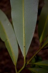 Calophyllum australianum