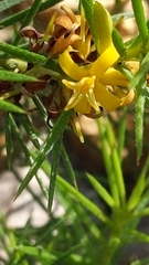 Persoonia juniperina