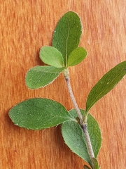 Coprosma pseudociliata