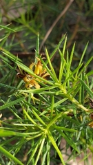 Persoonia juniperina
